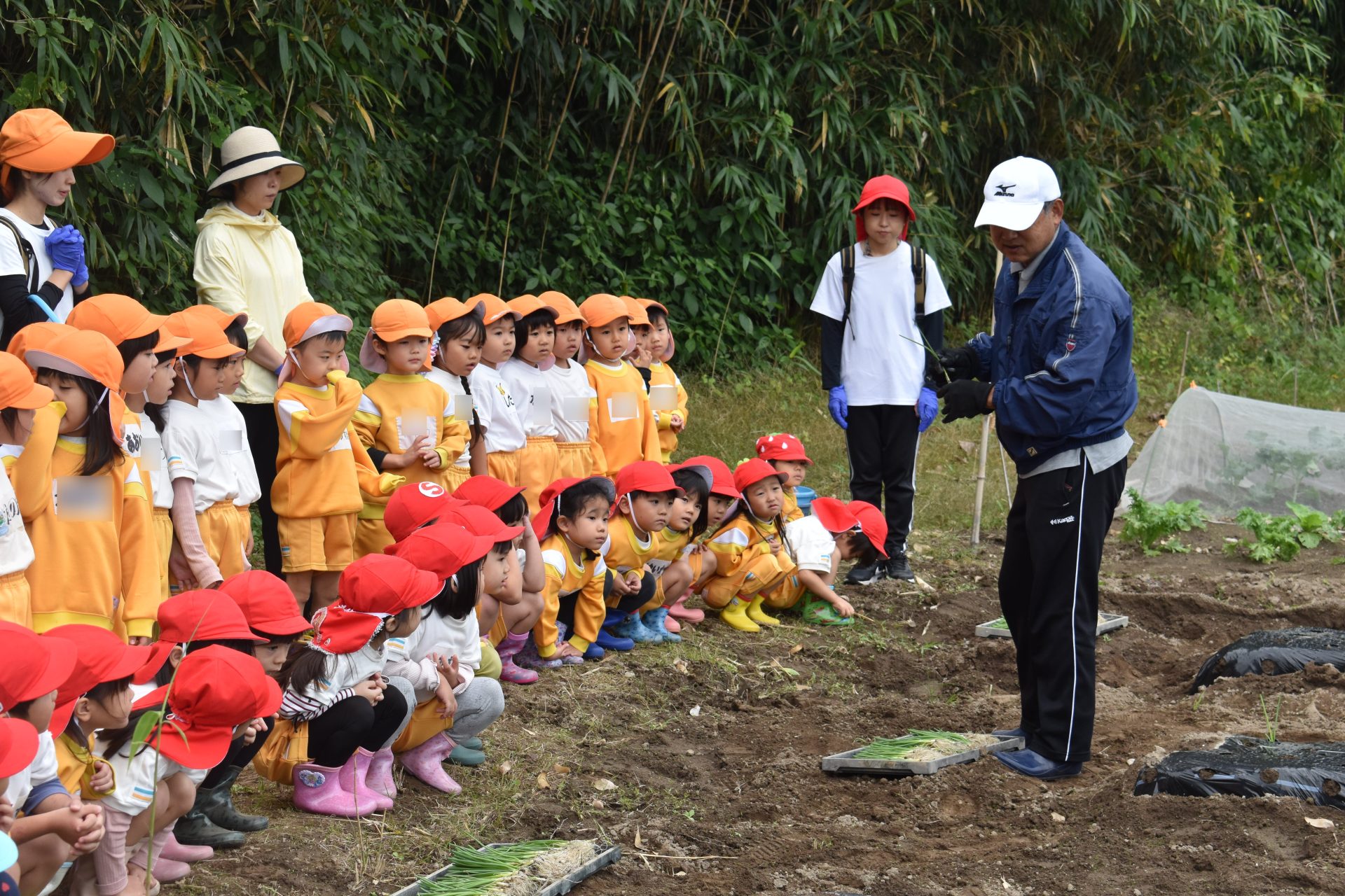 玉ねぎ植え付け